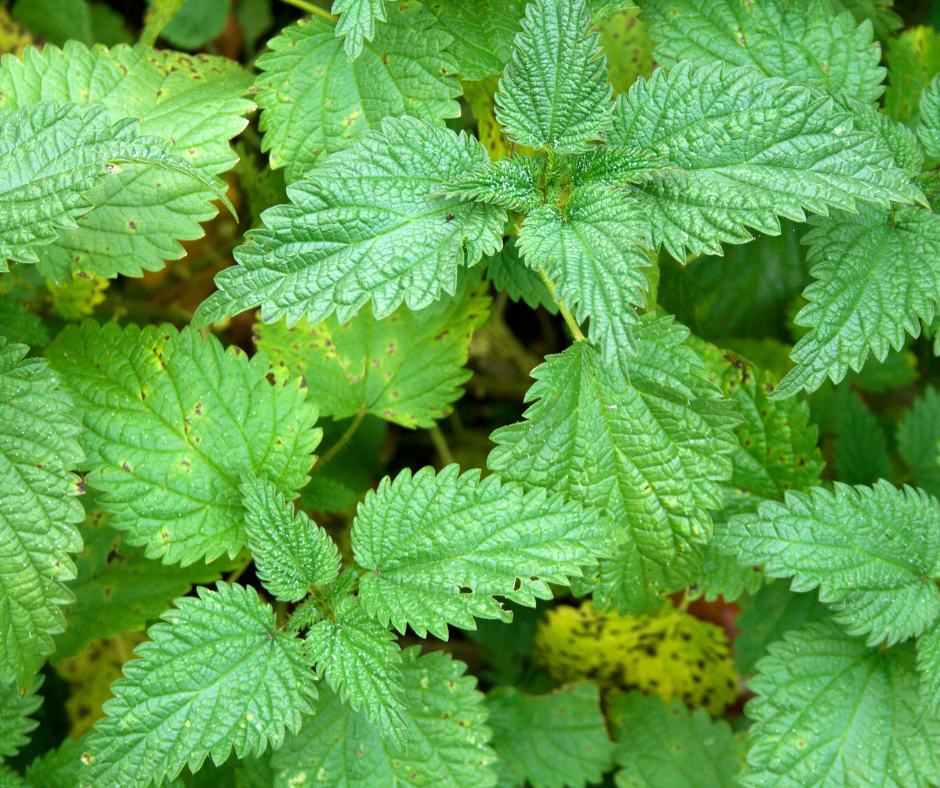 Nettle Leaf: A Powerhouse of Nutrients