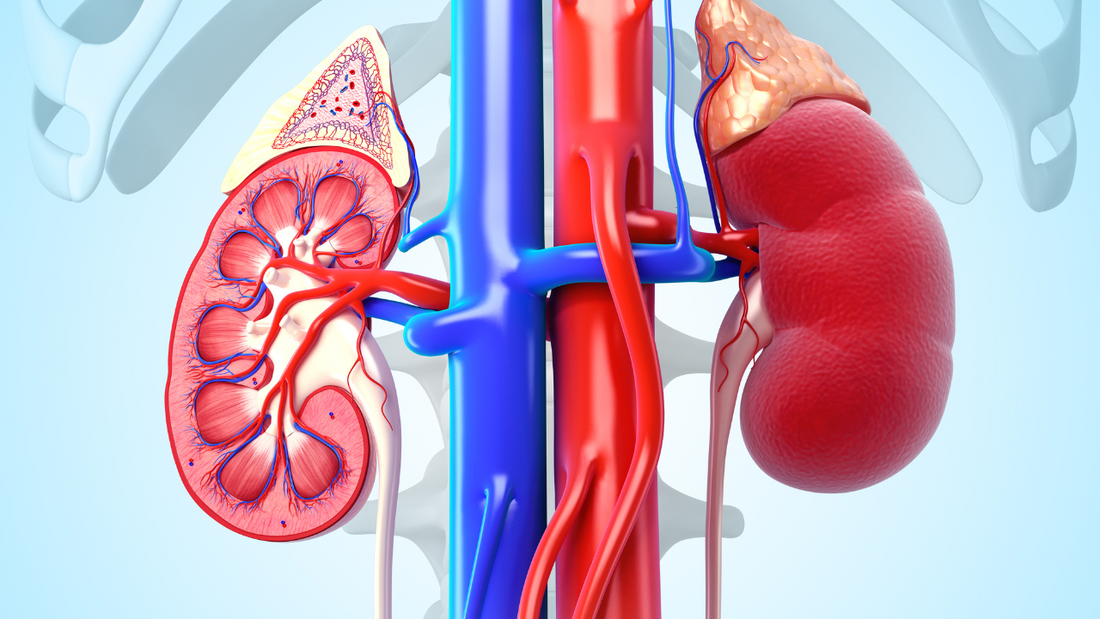 kidney support herbs